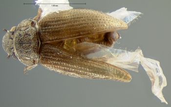 Media type: image;   Entomology 3134 Aspect: habitus dorsal view